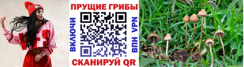 Галлюциногенные грибы Psilocybe  купить наркотики цена  Белокуриха 